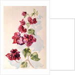 No.2 Bougainvillea Red by Izabella Godlewska de Aranda