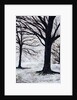 Winter Trees, Greenwich Park, 2004 by Ellen Golla