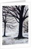 Winter Trees, Greenwich Park, 2004 by Ellen Golla