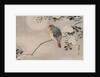 Japanese Silk Painting of a Wood Pigeon, 1800-1899 by Japanese School