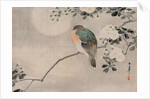 Japanese Silk Painting of a Wood Pigeon, 1800-1899 by Japanese School