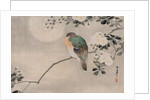 Japanese Silk Painting of a Wood Pigeon, 1800-1899 by Japanese School