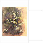 Primrose Bank by John Gubbins