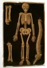 Ms Hunter 364 Table II Dissection, from Anatomical Tables, by John Banister by English School