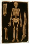 Ms Hunter 364 Table II Dissection, from Anatomical Tables, by John Banister by English School