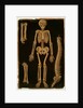 Ms Hunter 364 Table II Dissection, from Anatomical Tables, by John Banister by English School