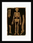 Ms Hunter 364 Table II Dissection, from Anatomical Tables, by John Banister by English School