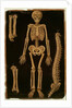Ms Hunter 364 Table II Dissection, from Anatomical Tables, by John Banister by English School
