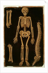 Ms Hunter 364 Table II Dissection, from Anatomical Tables, by John Banister by English School