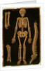 Ms Hunter 364 Table II Dissection, from Anatomical Tables, by John Banister by English School