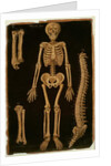 Ms Hunter 364 Table II Dissection, from Anatomical Tables, by John Banister by English School