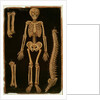 Ms Hunter 364 Table II Dissection, from Anatomical Tables, by John Banister by English School