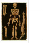 Ms Hunter 364 Table II Dissection, from Anatomical Tables, by John Banister by English School