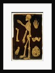 Ms Hunter 364 Table III Dissection, from Anatomical Tables, by John Banister by English School