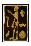 Ms Hunter 364 Table III Dissection, from Anatomical Tables, by John Banister by English School