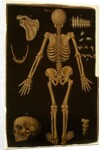 Ms Hunter 364 Table IV, from Anatomical Tables, by John Banister by English School