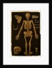 Ms Hunter 364 Table IV, from Anatomical Tables, by John Banister by English School