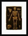 Ms Hunter 364 Table IV, from Anatomical Tables, by John Banister by English School