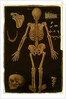 Ms Hunter 364 Table IV, from Anatomical Tables, by John Banister by English School