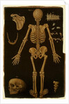 Ms Hunter 364 Table IV, from Anatomical Tables, by John Banister by English School
