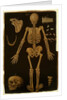 Ms Hunter 364 Table IV, from Anatomical Tables, by John Banister by English School