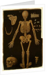 Ms Hunter 364 Table IV, from Anatomical Tables, by John Banister by English School