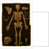 Ms Hunter 364 Table IV, from Anatomical Tables, by John Banister by English School