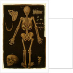 Ms Hunter 364 Table IV, from Anatomical Tables, by John Banister by English School