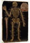 Ms Hunter 364 Table VI Dissection, from Anatomical Tables, by John Banister by English School