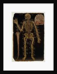 Ms Hunter 364 Table VI Dissection, from Anatomical Tables, by John Banister by English School