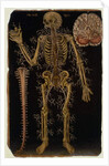 Ms Hunter 364 Table VI Dissection, from Anatomical Tables, by John Banister by English School