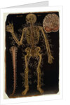 Ms Hunter 364 Table VI Dissection, from Anatomical Tables, by John Banister by English School