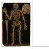 Ms Hunter 364 Table VI Dissection, from Anatomical Tables, by John Banister by English School