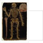 Ms Hunter 364 Table VI Dissection, from Anatomical Tables, by John Banister by English School