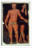 Ms Hunter 364 Table VII Dissection, from Anatomical Tables, by John Banister by English School