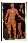 Ms Hunter 364 Table VII Dissection, from Anatomical Tables, by John Banister by English School