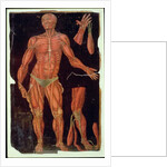 Ms Hunter 364 Table VII Dissection, from Anatomical Tables, by John Banister by English School