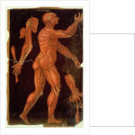 Ms Hunter 364 Table VIII Dissection by English School