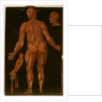 Ms Hunter 364 Table VIII Dissection, c.1170 by English School