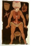 Ms Hunter 364 Table XII Dissection from Anatomical Tables, by John Banister by English School