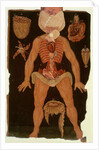 Ms Hunter 364 Table XII Dissection from Anatomical Tables, by John Banister by English School