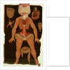 Ms Hunter 364 Table XII Dissection from Anatomical Tables, by John Banister by English School