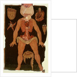 Ms Hunter 364 Table XII Dissection from Anatomical Tables, by John Banister by English School