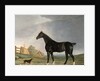 A dark bay horse and a terrier in a landscape by Edwin Cooper