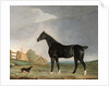 A dark bay horse and a terrier in a landscape by Edwin Cooper