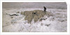 Flock of Sheep in the Snow by Anton Mauve