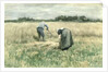 The Harvest by Anton Mauve