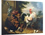 Farmyard fowl by Melchior de Hondecoeter