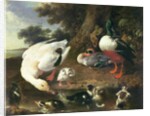 Farmyard ducks by Melchior de Hondecoeter
