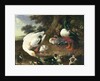 Farmyard ducks by Melchior de Hondecoeter